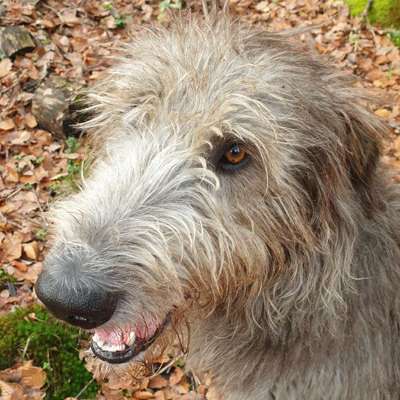 Hundetreffen-Lauf- und Spielfreudfreudige 2 jährige Wolfshund Dame such Spielfreude-Bild
