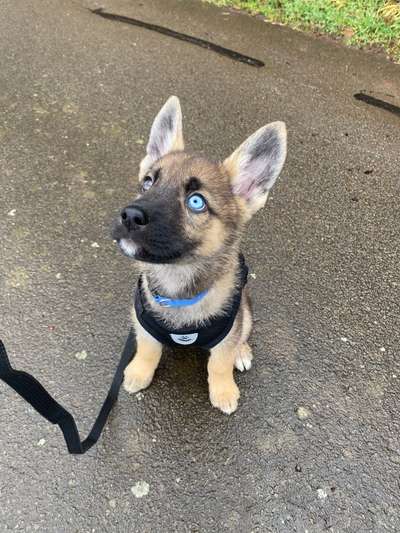 CHALLENGE NR. 19 - Der Hundeblick-Beitrag-Bild