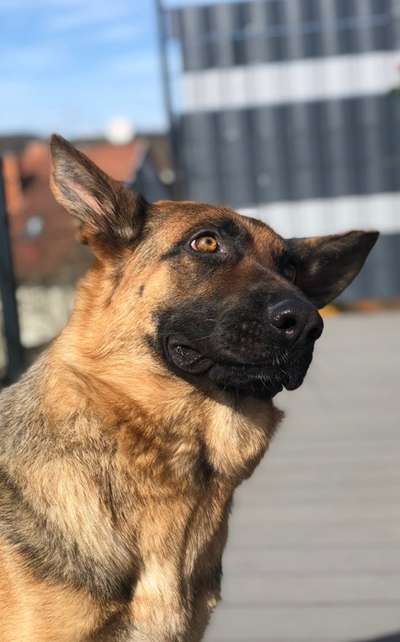 CHALLENGE NR. 19 - Der Hundeblick-Beitrag-Bild