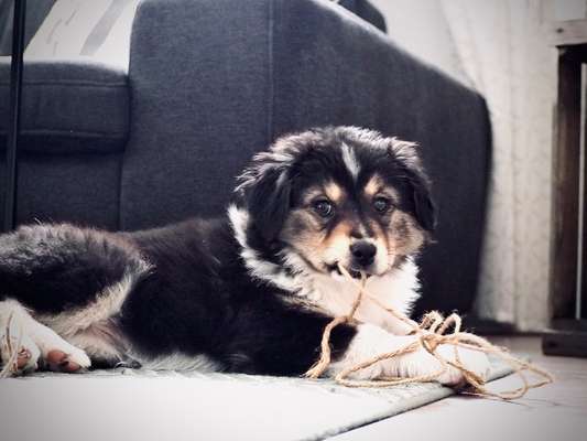 Welpen Bilder !-Beitrag-Bild