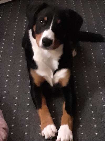 Appenzeller Sennenhunde-Beitrag-Bild