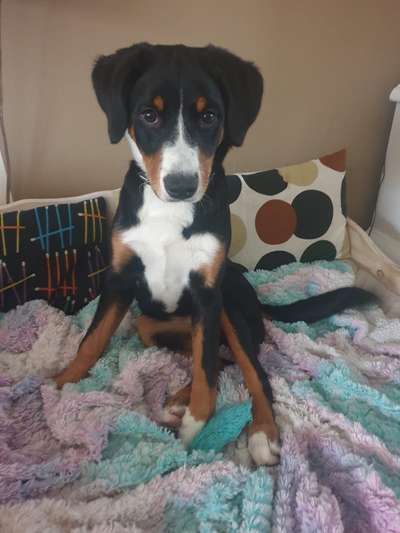 Appenzeller Sennenhunde-Beitrag-Bild