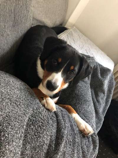 Appenzeller Sennenhunde-Beitrag-Bild