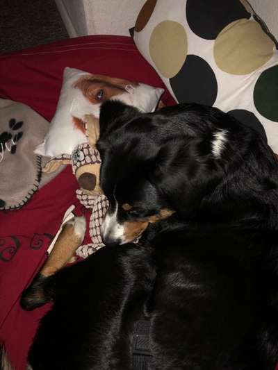 98.Fotochallange  - Hunde zeigen Zuneigung-Beitrag-Bild