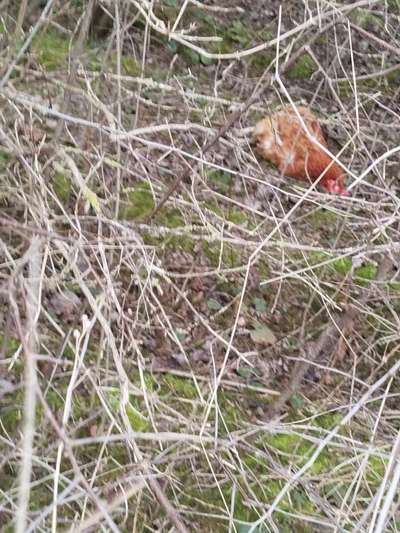 Giftköder-Huhn im Gebüsch-Bild