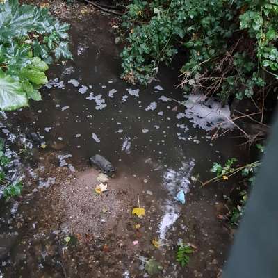 Giftköder-Weißer Schaum im Ellebach-Bild