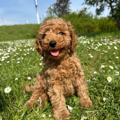 Hundetreffen-Kleinhundetreffen / Junghundetreffen-Bild