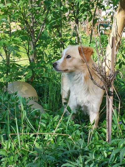 Hundetreffen-Clyde sucht einen Spielpartner-Bild