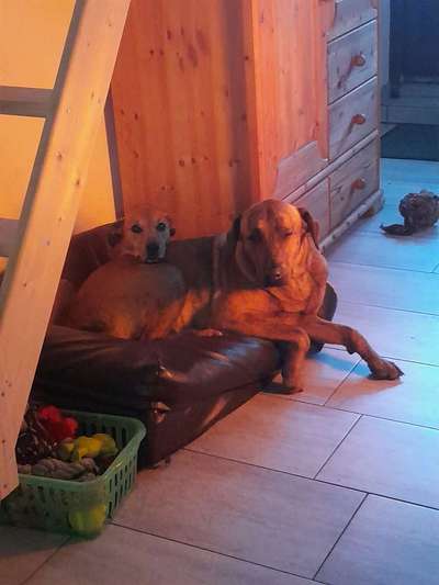 BIG LOVE :) mit 2 Hunden❣️-Beitrag-Bild