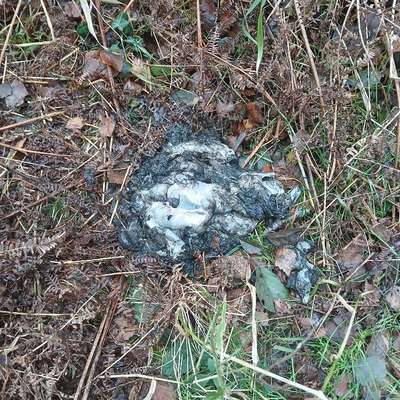 Giftköder-Wildreste von der Treibjagd Wald Wieck-Bild