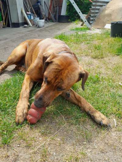 Podenco/Mischlinge hier? :-)-Beitrag-Bild