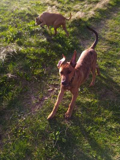 Die Dogorama Kalender Challenge Titelbild-Beitrag-Bild