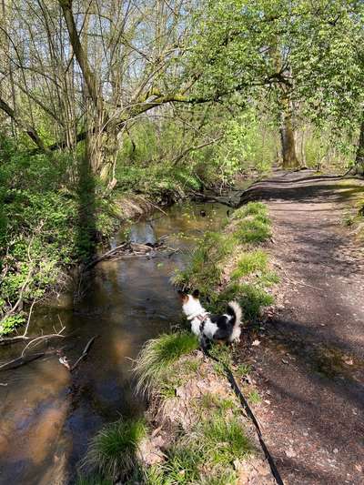Angst im Wald?-Beitrag-Bild