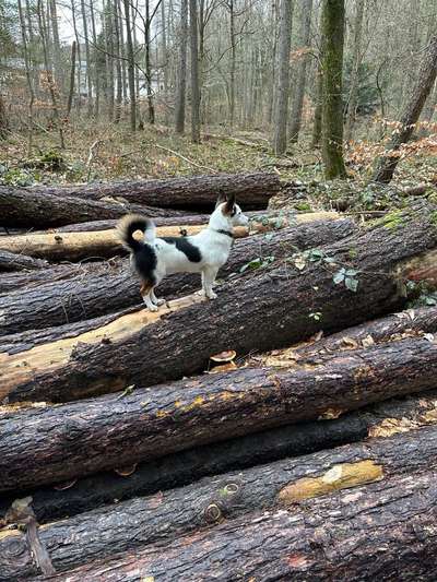 TierschutzhundeStammtisch🐕-Beitrag-Bild