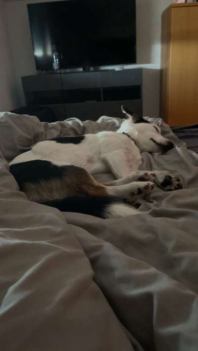 Darf der Hund bei Euch im Bett schlafen?-Beitrag-Bild