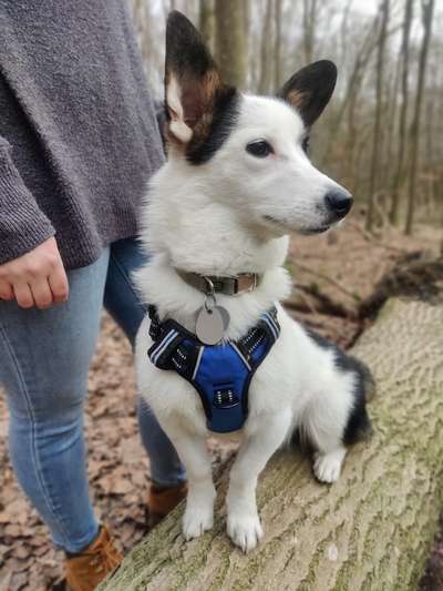 Angst im Wald?-Beitrag-Bild