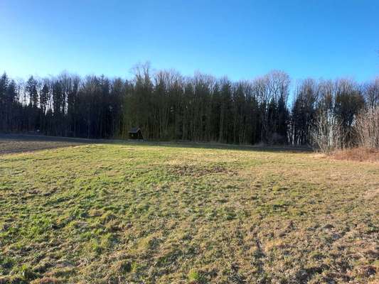 Hundeauslaufgebiet-Wald am Modelflugplatz Oederan-Bild