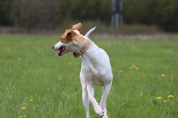 Wie wichtig ist euch das Aussehen eures Hundes?-Beitrag-Bild