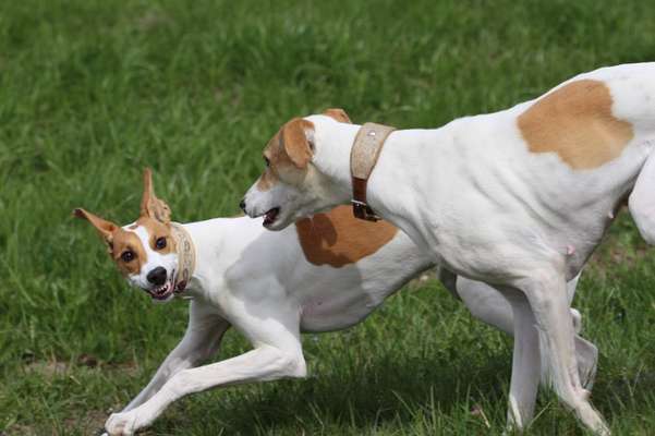 Windhunde - Treffen der besonderen Schönheiten
HERZLICH WILLKOMMEN-Beitrag-Bild