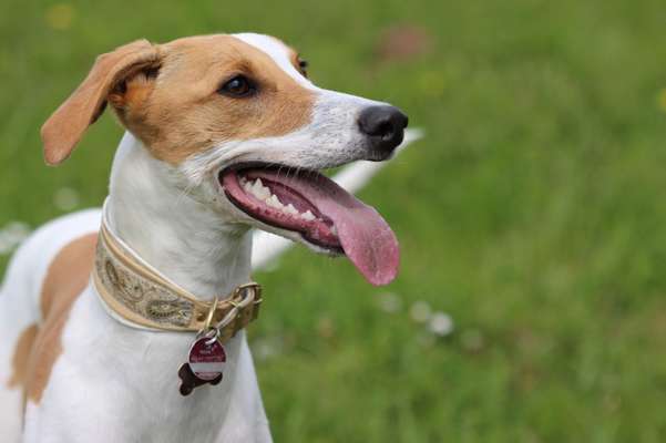 Seltene Rassen!-Beitrag-Bild