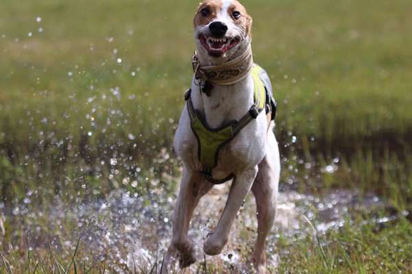 Zeige das lustigste Bild eures Hundis-Beitrag-Bild