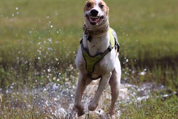 Windhunde - Treffen der besonderen Schönheiten
HERZLICH WILLKOMMEN-Beitrag-Bild