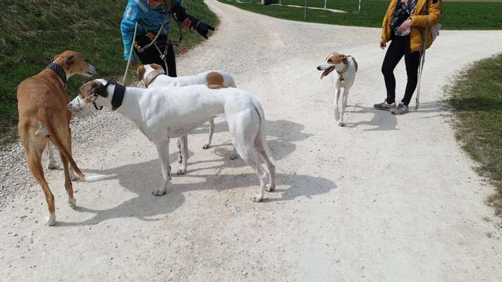 Windhunde - Treffen der besonderen Schönheiten
HERZLICH WILLKOMMEN-Beitrag-Bild