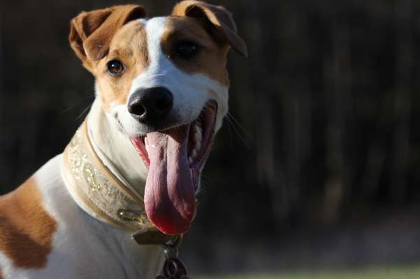 Windhunde - Treffen der besonderen Schönheiten
HERZLICH WILLKOMMEN-Beitrag-Bild