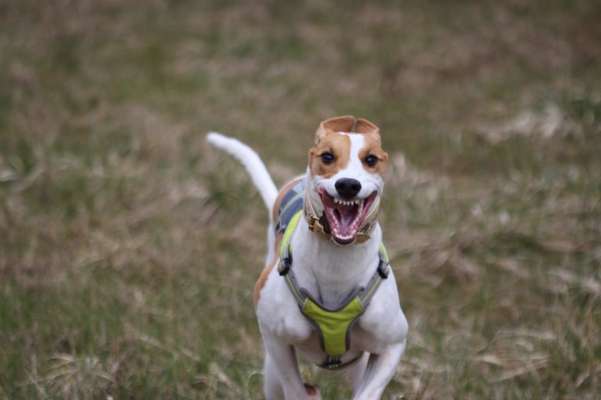 Challenge 23 : "  Euer Hund beim Frühlingserwachen "-Beitrag-Bild