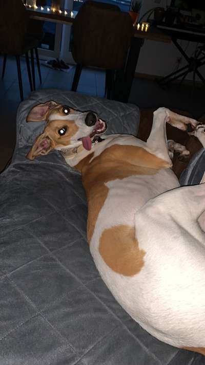 Zeige das lustigste Bild eures Hundis-Beitrag-Bild