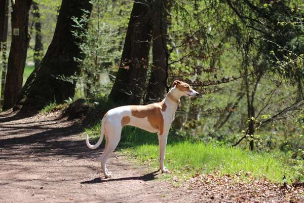 Seltene Rassen!-Beitrag-Bild