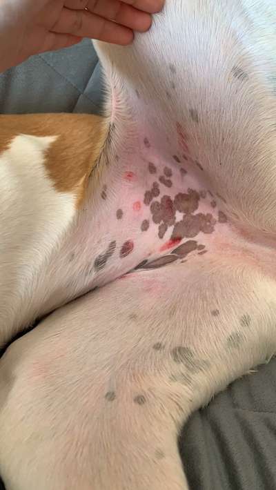 Windhunde - Treffen der besonderen Schönheiten
HERZLICH WILLKOMMEN-Beitrag-Bild