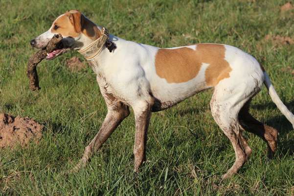 Windhunde - Treffen der besonderen Schönheiten
HERZLICH WILLKOMMEN-Beitrag-Bild