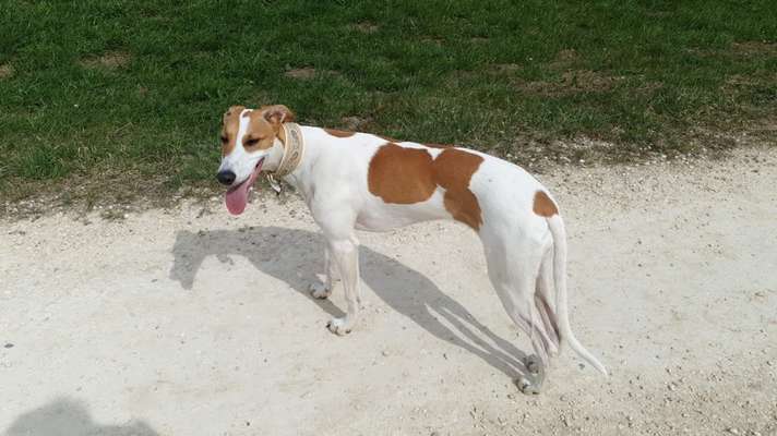 Windhunde - Treffen der besonderen Schönheiten
HERZLICH WILLKOMMEN-Beitrag-Bild