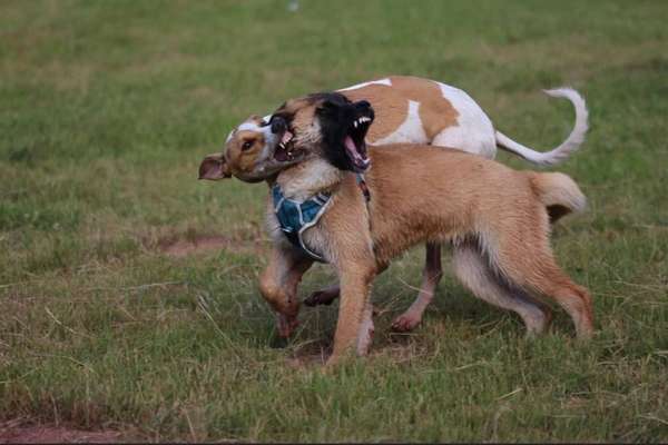 Windhunde - Treffen der besonderen Schönheiten
HERZLICH WILLKOMMEN-Beitrag-Bild