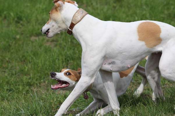 Windhunde - Treffen der besonderen Schönheiten
HERZLICH WILLKOMMEN-Beitrag-Bild