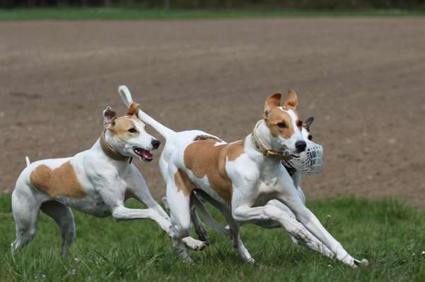 Windhunde - Treffen der besonderen Schönheiten
HERZLICH WILLKOMMEN-Beitrag-Bild