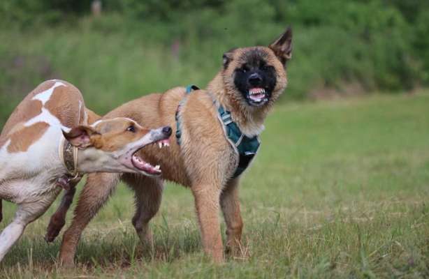 Windhunde - Treffen der besonderen Schönheiten
HERZLICH WILLKOMMEN-Beitrag-Bild