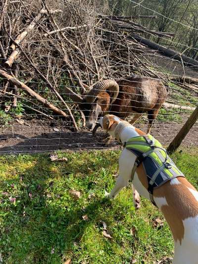 Windhunde - Treffen der besonderen Schönheiten
HERZLICH WILLKOMMEN-Beitrag-Bild