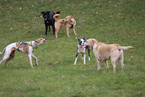Windhunde - Treffen der besonderen Schönheiten
HERZLICH WILLKOMMEN-Beitrag-Bild