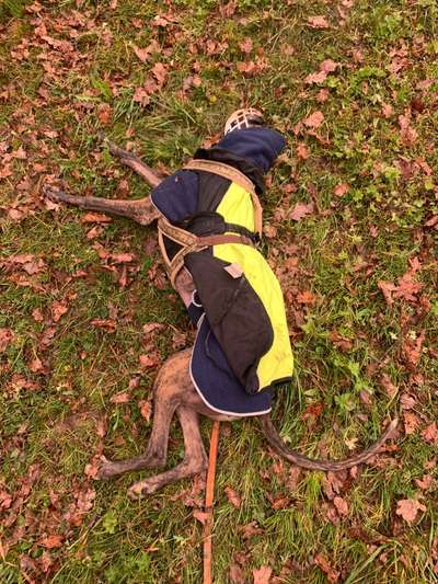 Windhunde - Treffen der besonderen Schönheiten
HERZLICH WILLKOMMEN-Beitrag-Bild