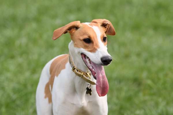 Seltene Rassen!-Beitrag-Bild