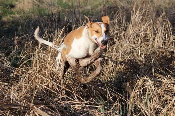 Zeige das lustigste Bild eures Hundis-Beitrag-Bild