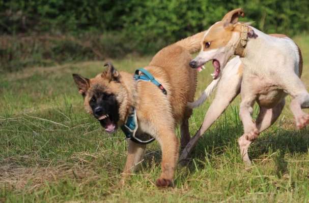 Windhunde - Treffen der besonderen Schönheiten
HERZLICH WILLKOMMEN-Beitrag-Bild