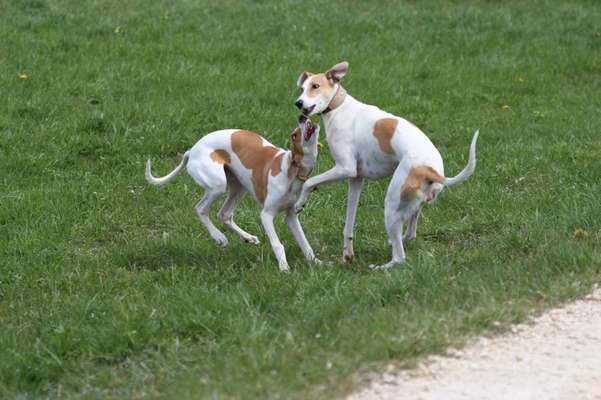 Windhunde - Treffen der besonderen Schönheiten
HERZLICH WILLKOMMEN-Beitrag-Bild