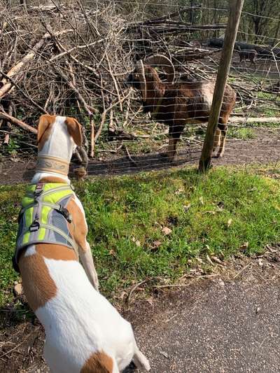 Windhunde - Treffen der besonderen Schönheiten
HERZLICH WILLKOMMEN-Beitrag-Bild