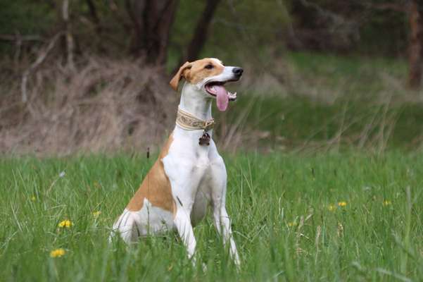 Seltene Rassen!-Beitrag-Bild