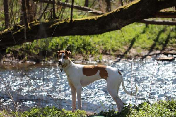 Dogorama-Monats-Challenge-Mai "Wasser"-Beitrag-Bild