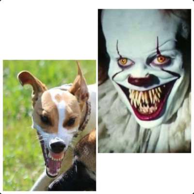 Fotochallenge Nr. 47 - Zeigt die Zähne-Beitrag-Bild