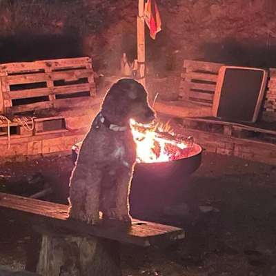 Hundetreffen-Gelsenkirchen, Erle